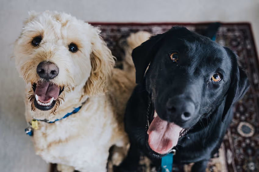 Adult dog wellness care