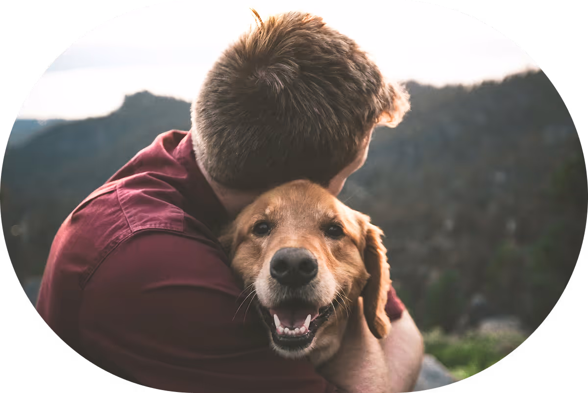Dog receiving veterinary care