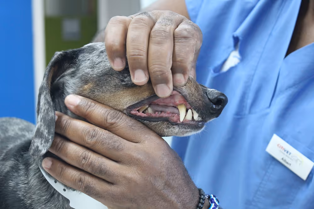 Veterinarian examining a dog's teeth during a dental scale and polish at Citivet Bothasig and Monte Vista