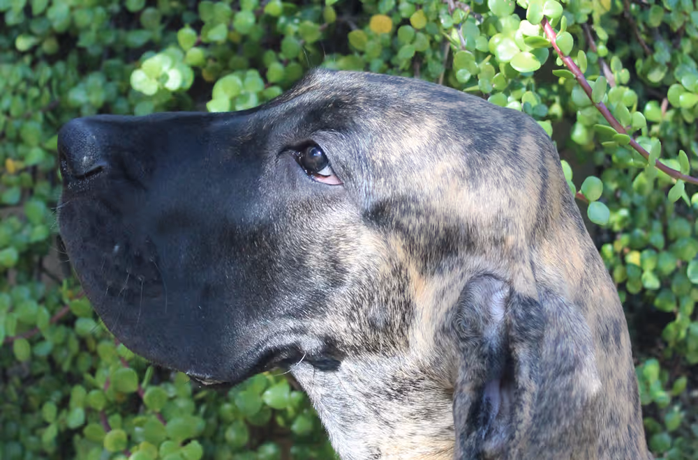 Close-up profile of a brindle Great Dane dog's head against a green leafy background at citivet