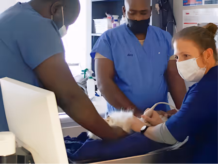 Three healthcare workers in blue scrubs and face masks attending to a pet in a medical setting to show Citivets high care and ICU wards