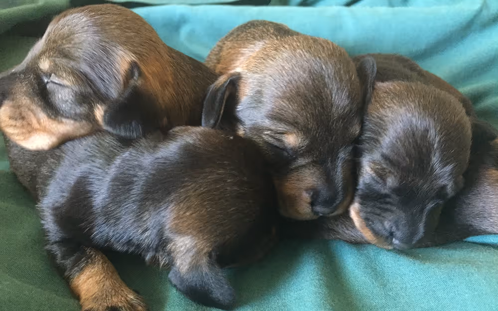 Puppy wellness care